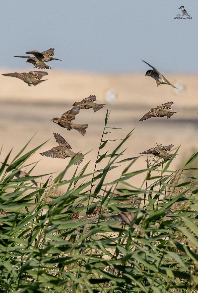 Spanish Sparrow - ML627545522