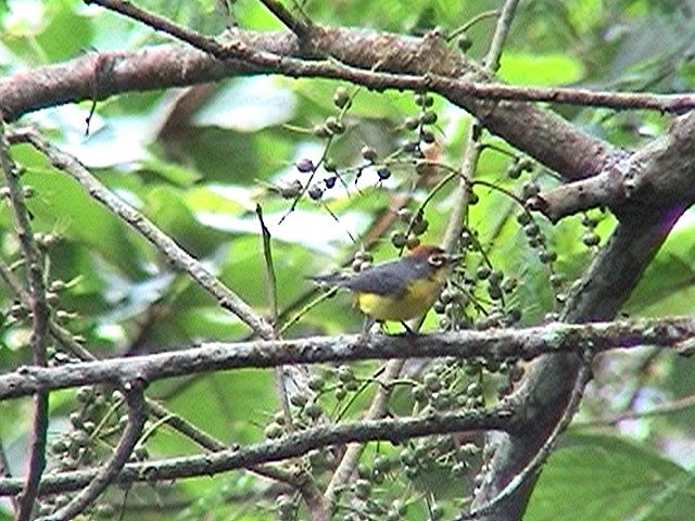 Paria Redstart - ML627545586