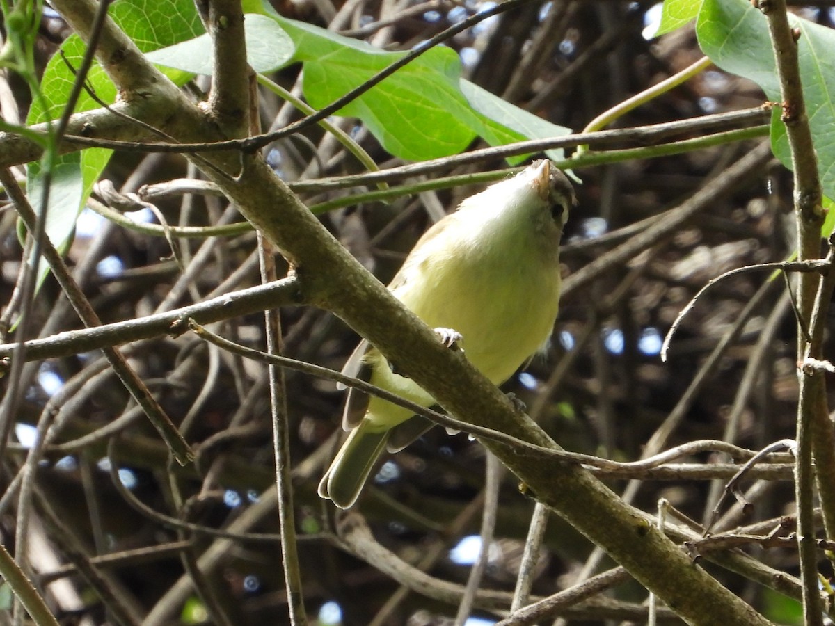 Brown-capped Vireo - ML627545640