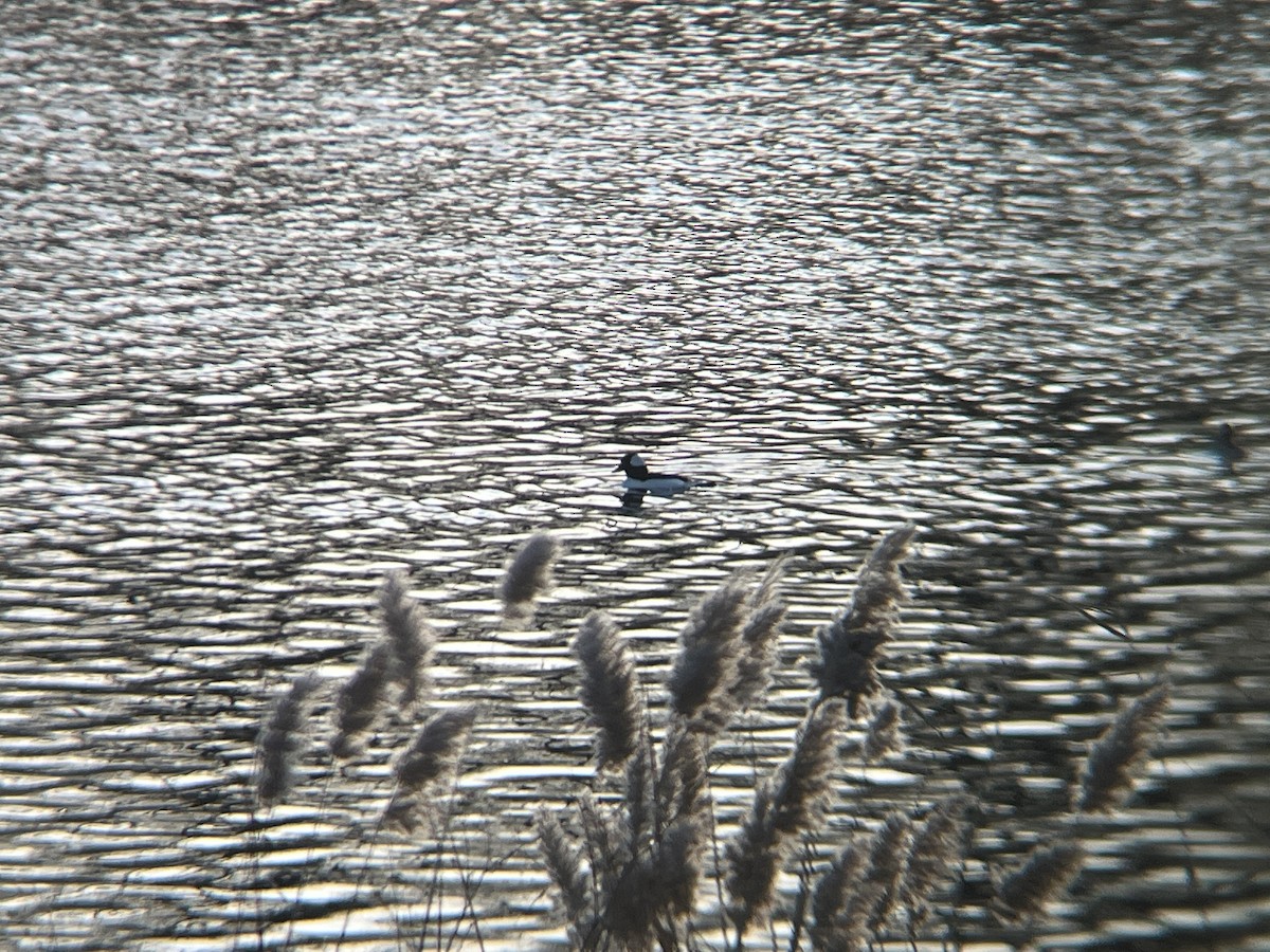 Bufflehead - ML627545649