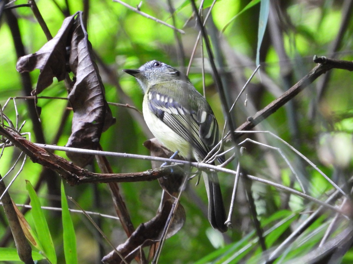 Slaty-capped Flycatcher - ML627545662