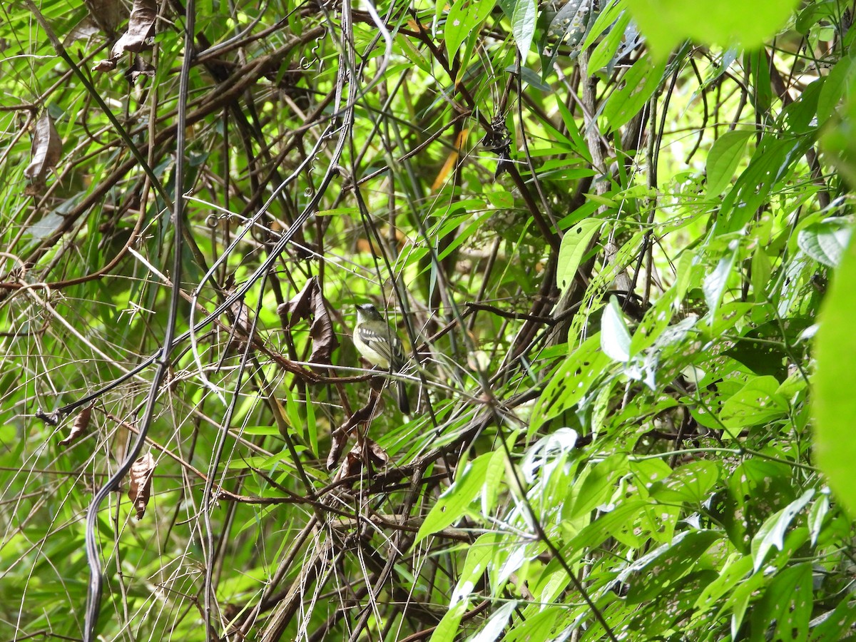 Slaty-capped Flycatcher - ML627545666