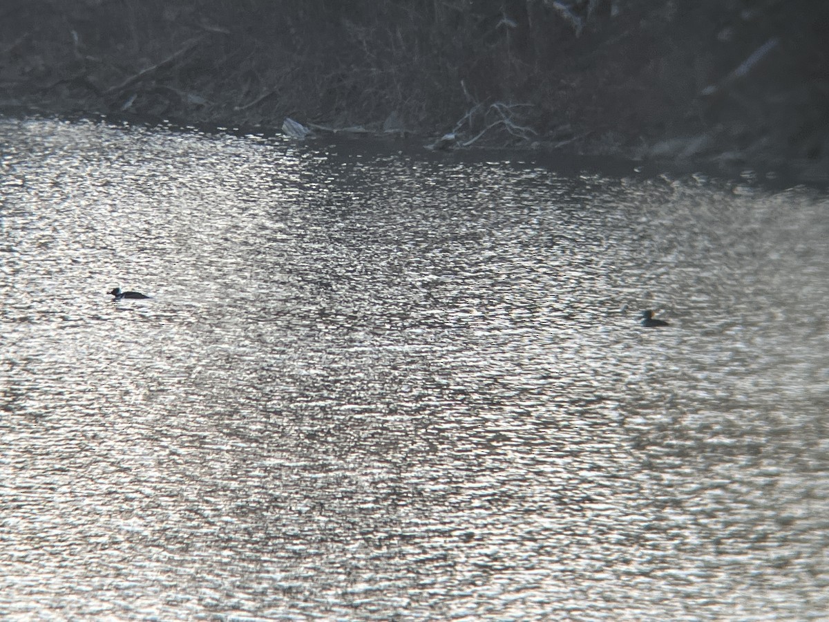 Hooded Merganser - ML627545680