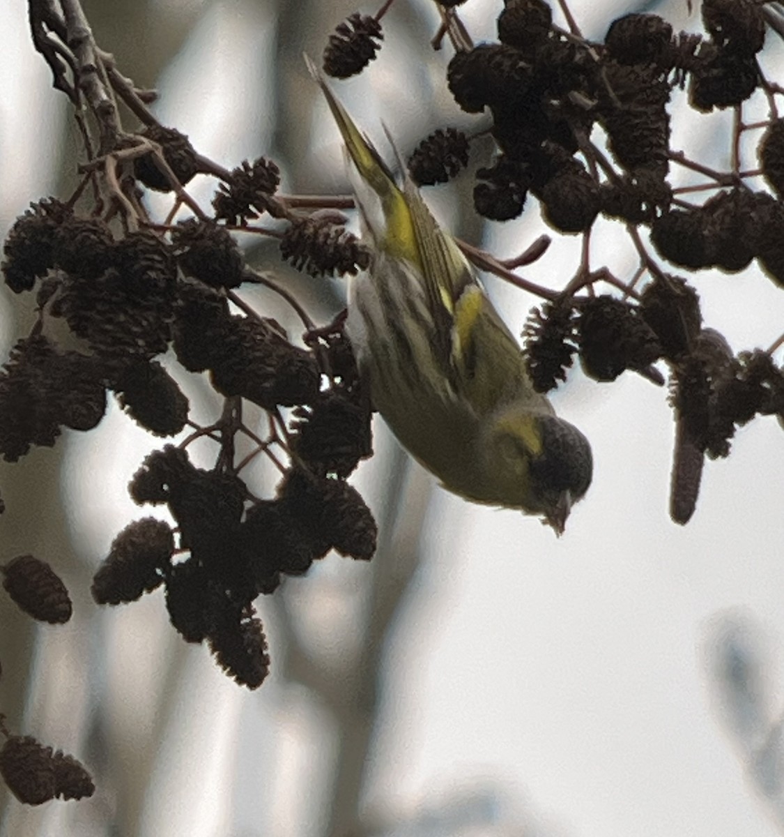Eurasian Siskin - ML627545924