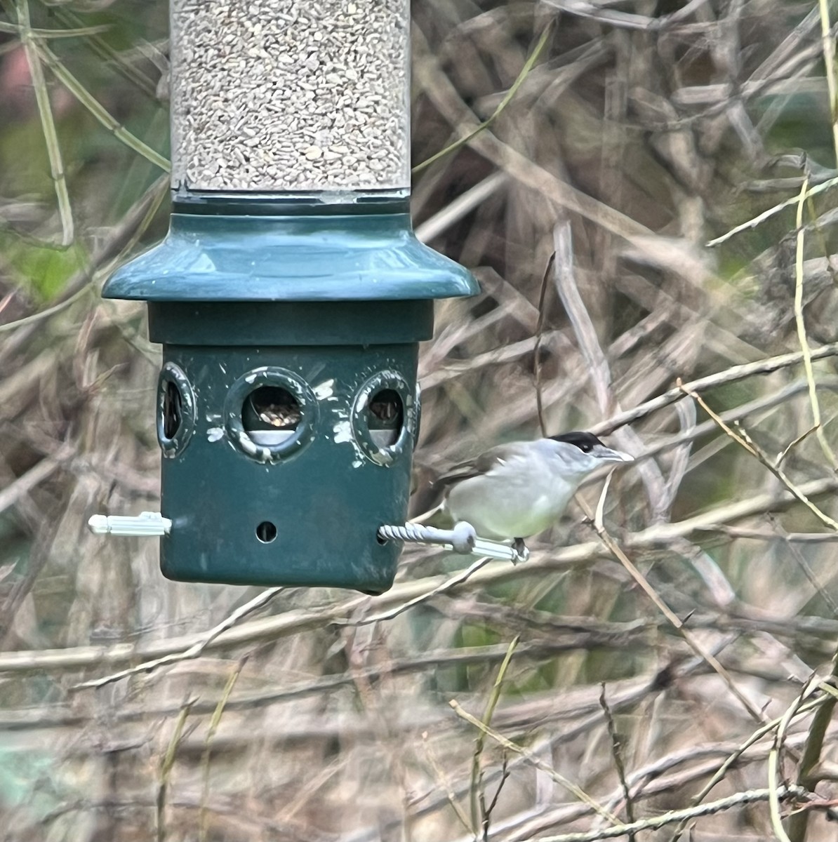 Eurasian Blackcap - ML627545935