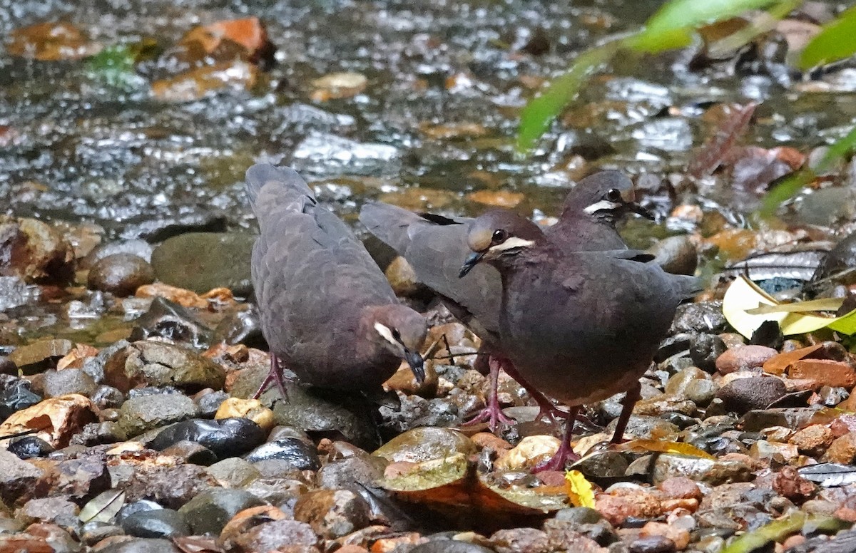 Olive-backed Quail-Dove - ML627545950
