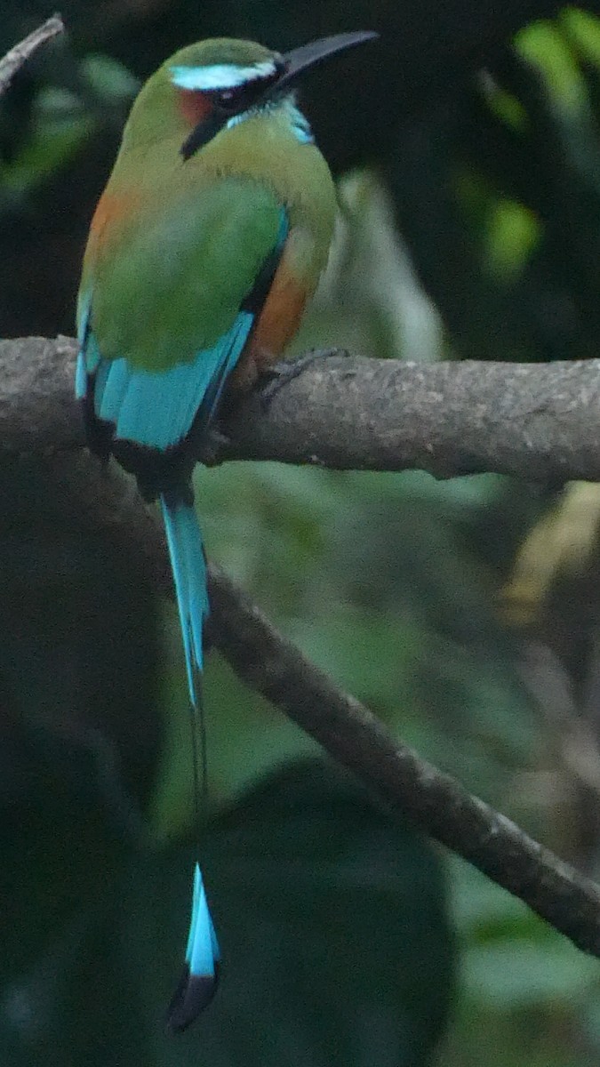 Turquoise-browed Motmot - ML627545975