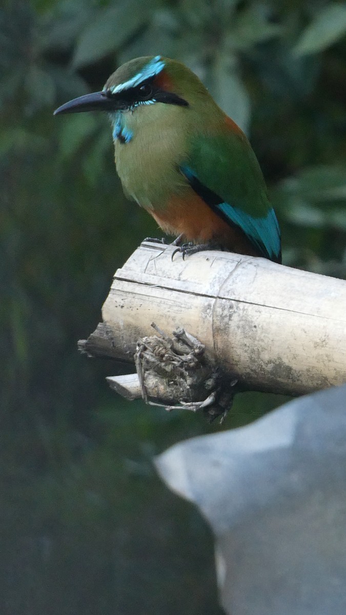 Turquoise-browed Motmot - ML627545988