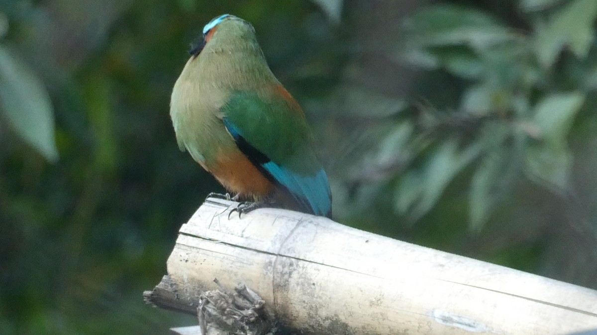 Turquoise-browed Motmot - ML627545990