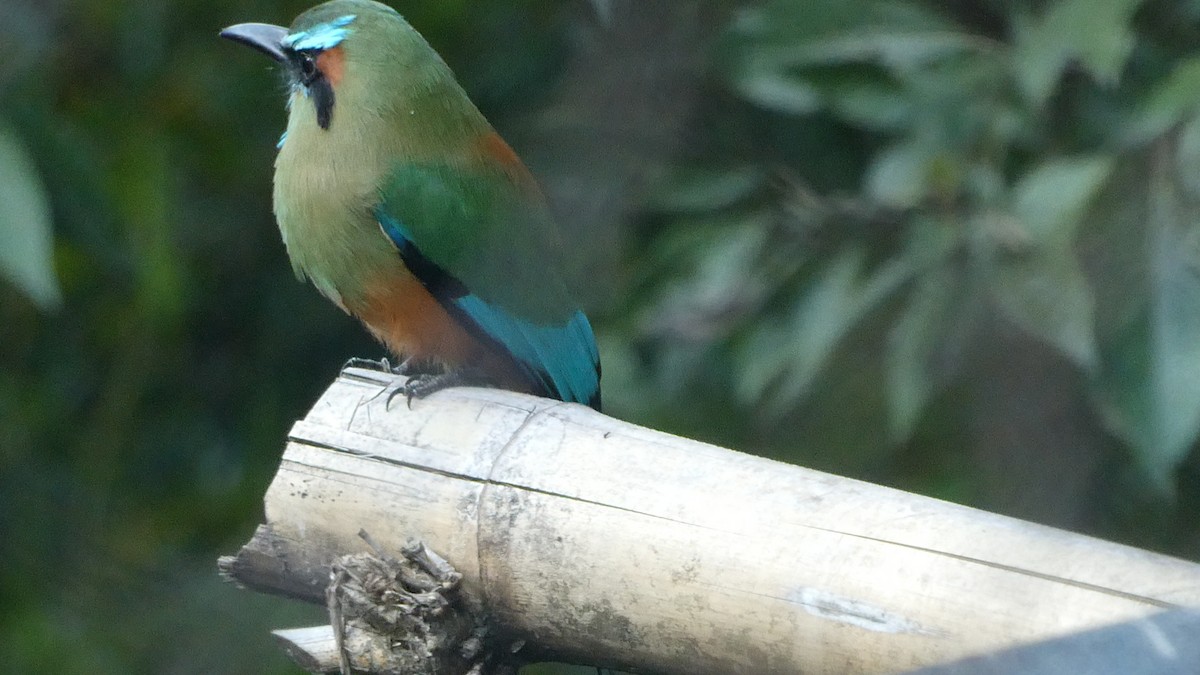 Turquoise-browed Motmot - ML627545991