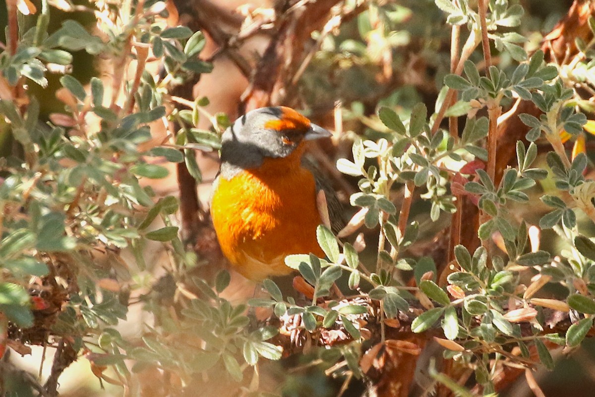 Cochabamba Mountain Finch - ML627545993