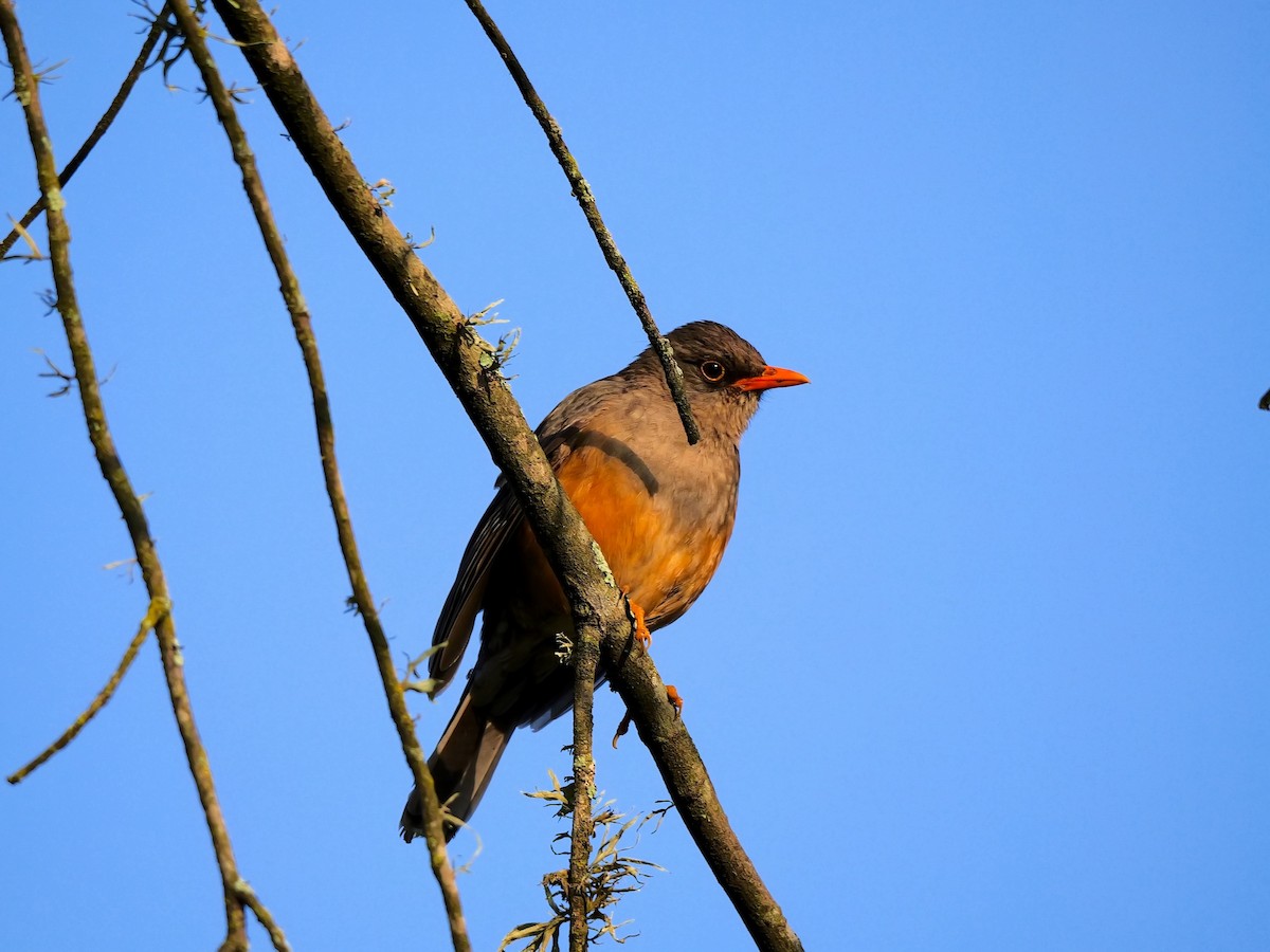 Abyssinian Thrush - ML627546013