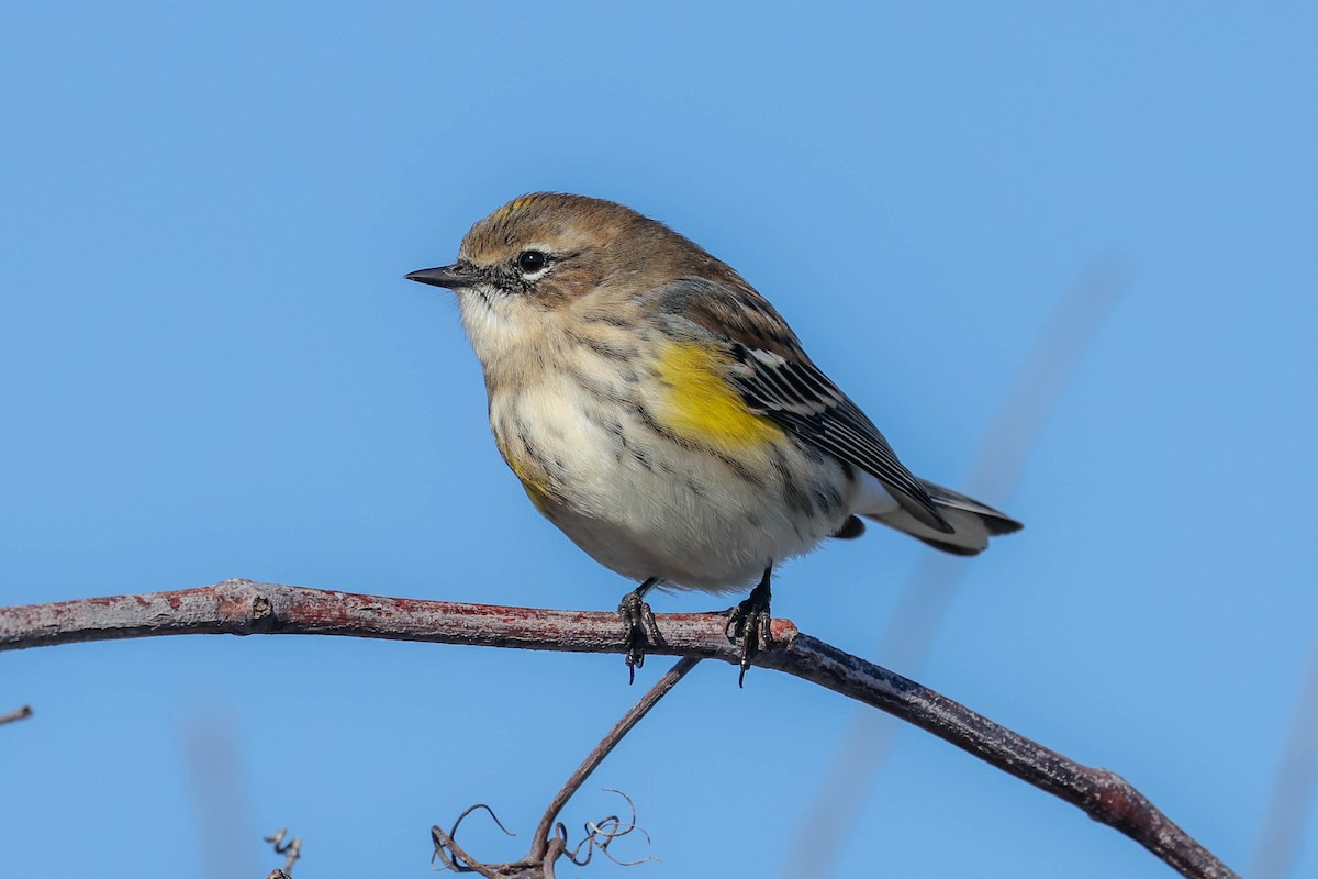 Yellow-rumped Warbler - ML627546084