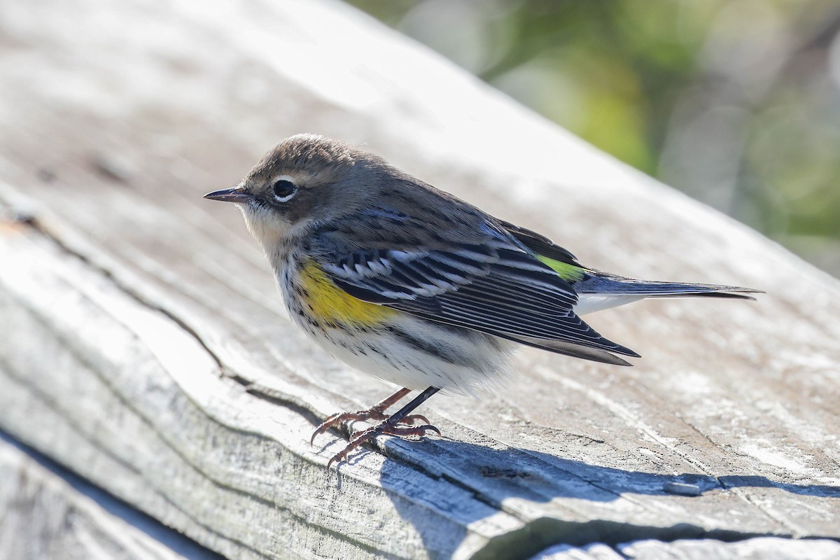 Yellow-rumped Warbler - ML627546085