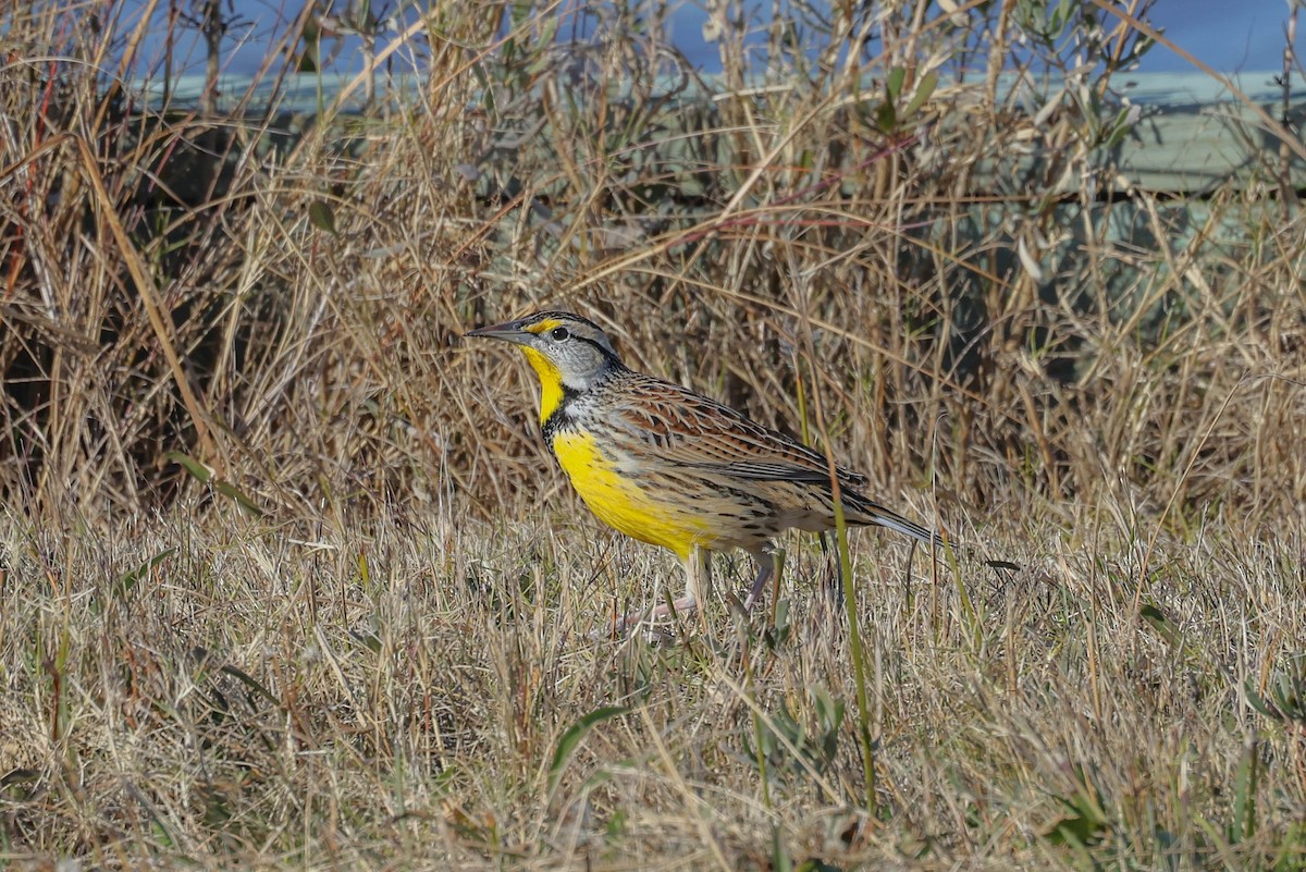 Eastern Meadowlark - ML627546087