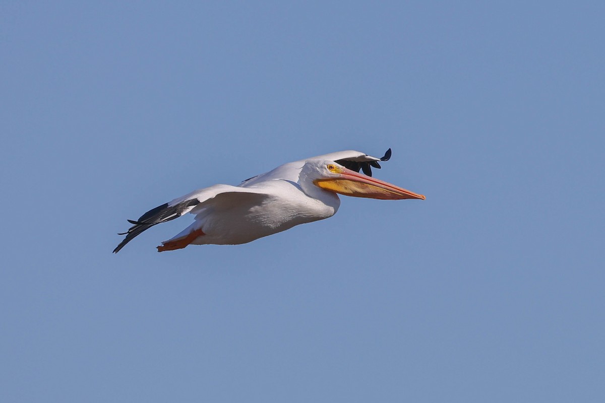 American White Pelican - ML627546089