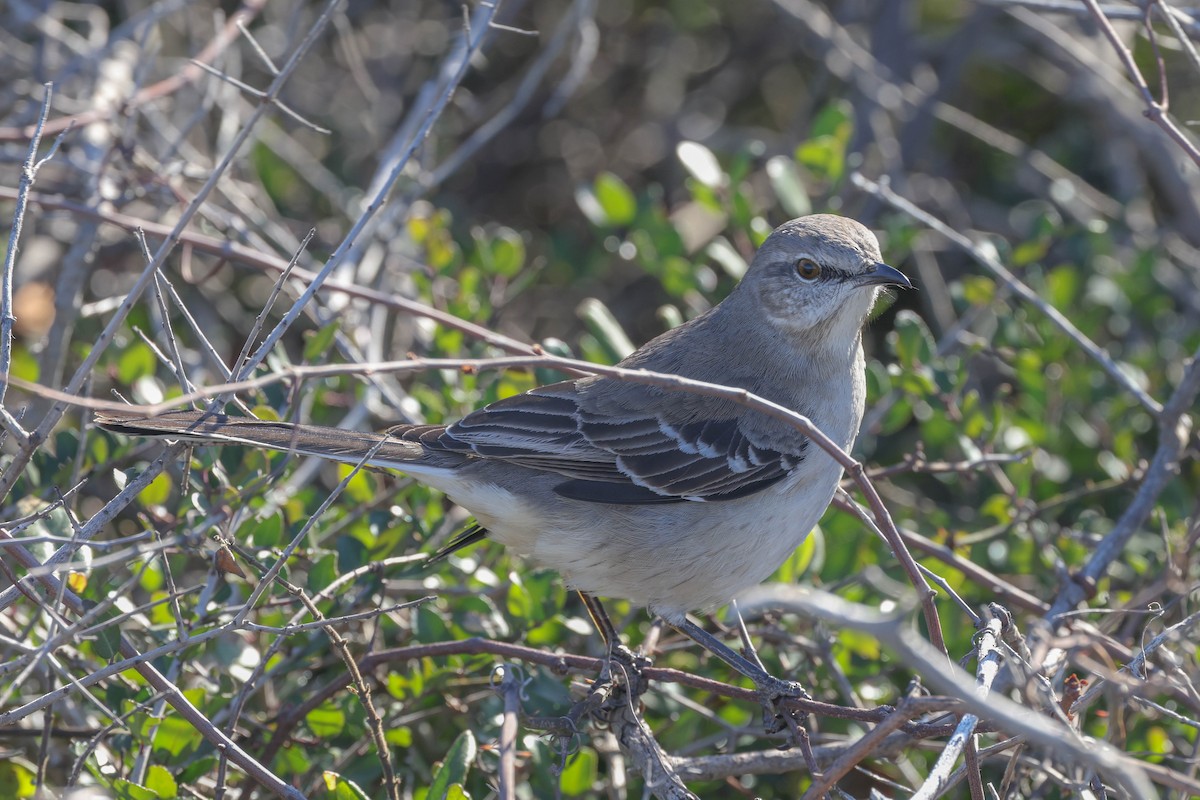 Northern Mockingbird - ML627546093