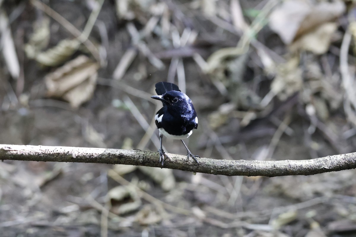 Philippine Magpie-Robin - ML627546102
