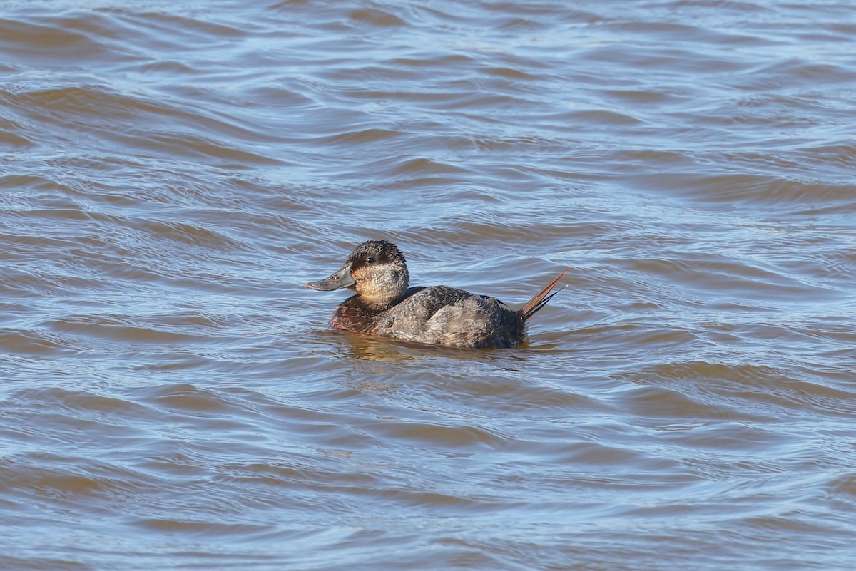 Ruddy Duck - ML627546105