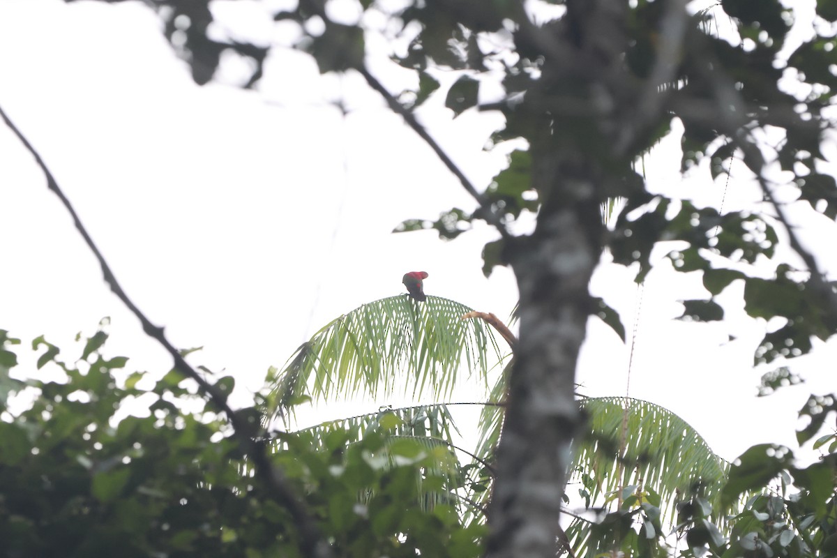 Chattering Lory - ML627546110
