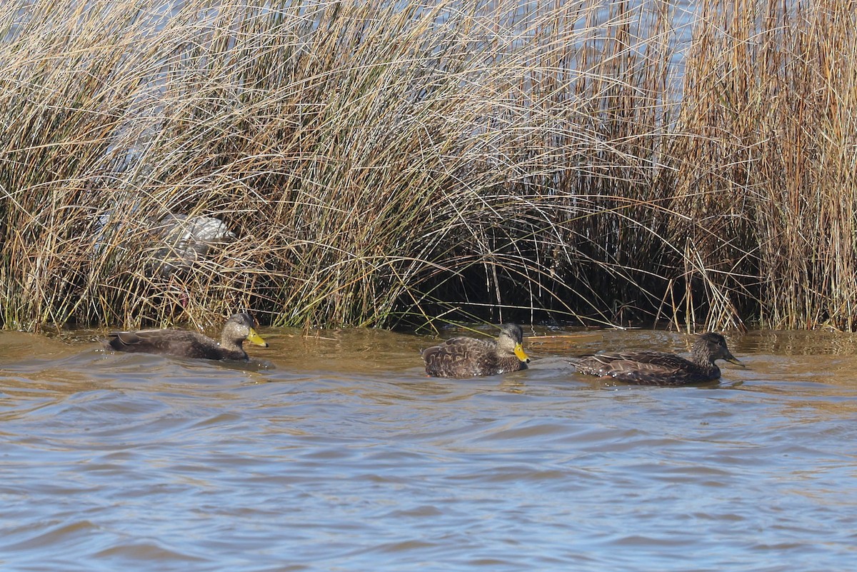 American Black Duck - ML627546115