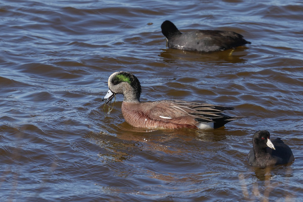 American Wigeon - ML627546117