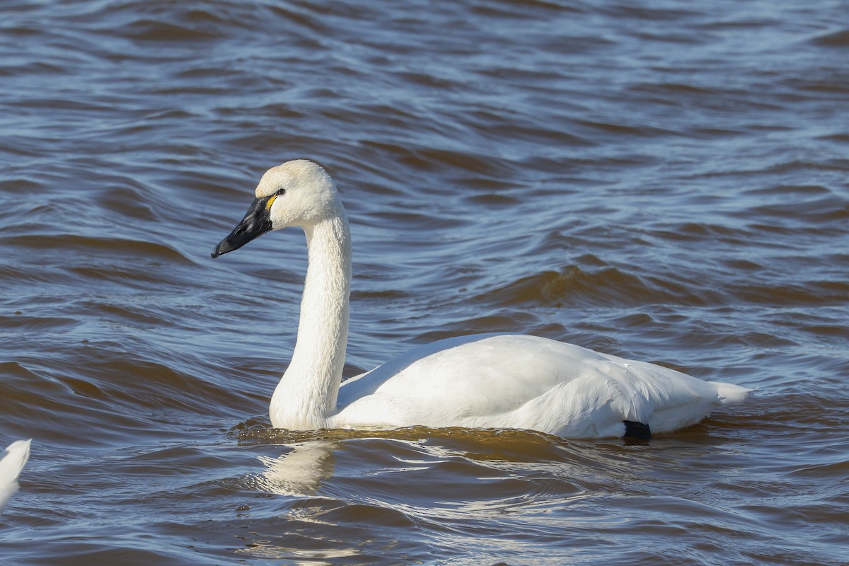 Tundra Swan - ML627546118