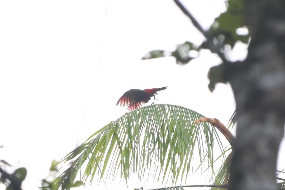 Chattering Lory - ML627546123