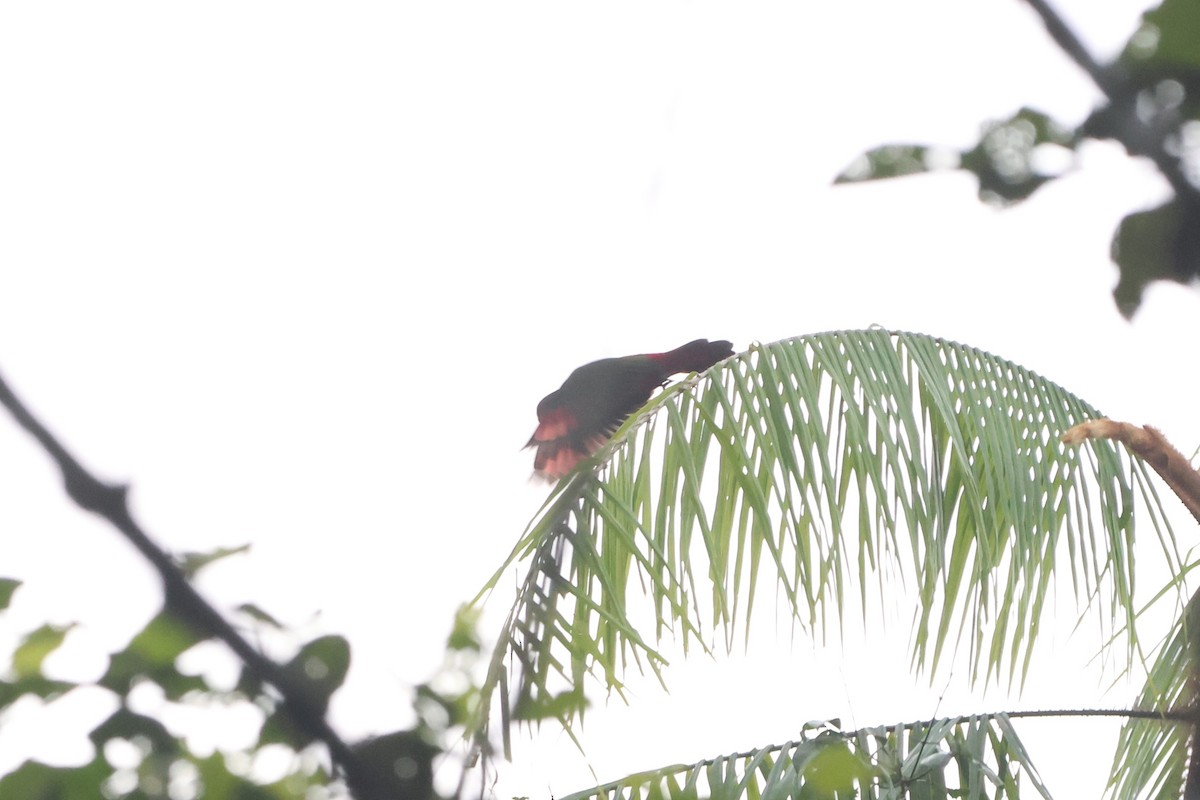 Chattering Lory - ML627546124