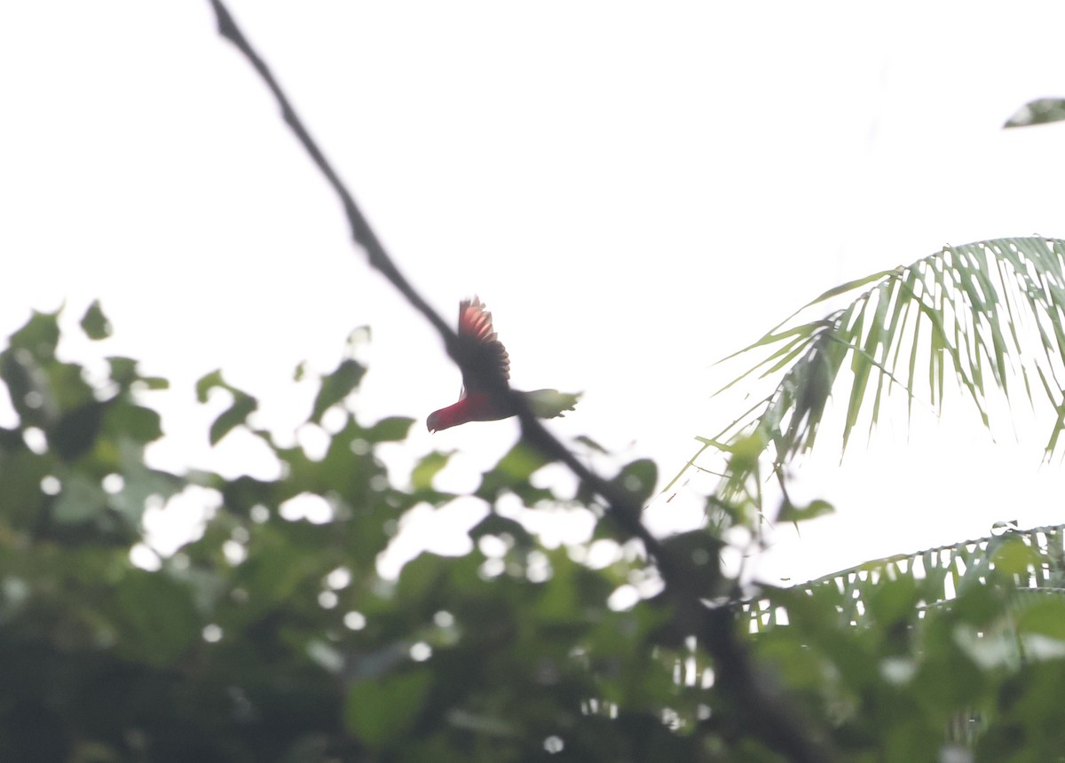 Chattering Lory - ML627546130