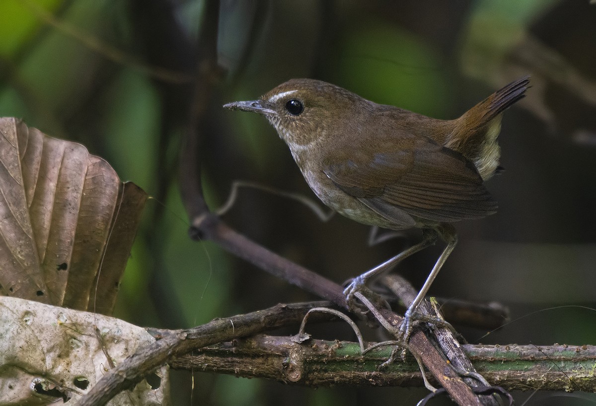 Lesser Shortwing - ML627546151