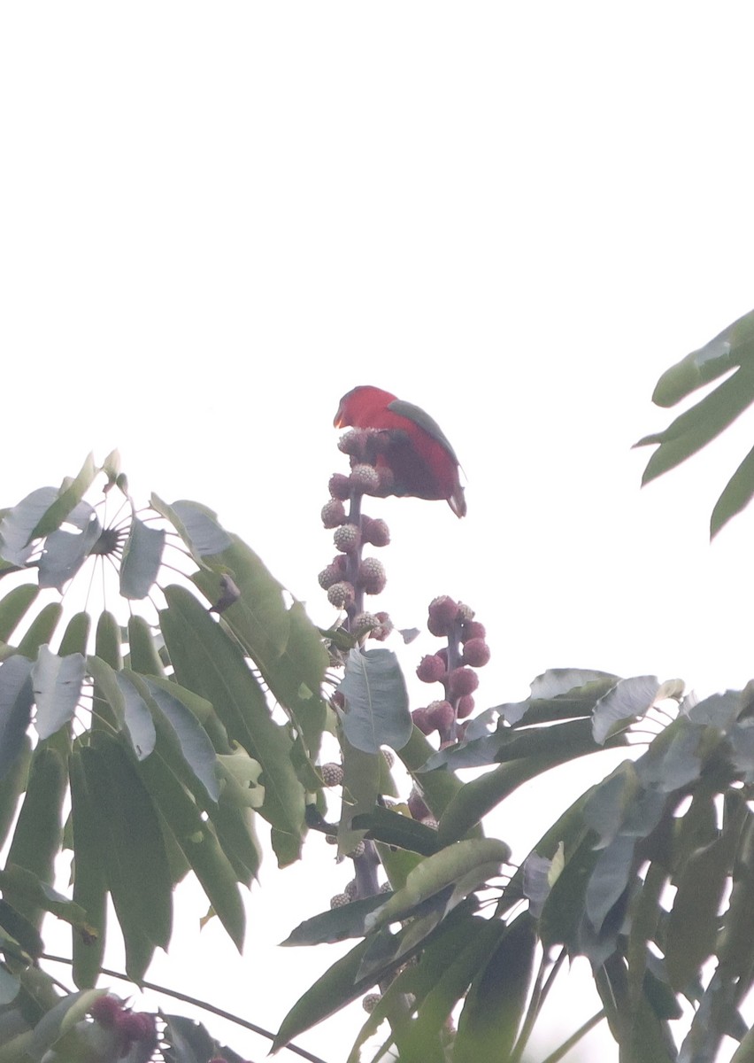 Chattering Lory - ML627546166