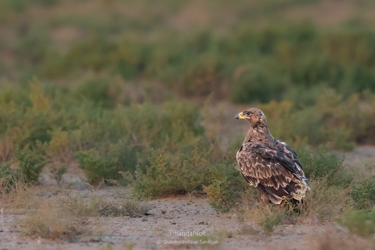 Steppe Eagle - ML627546176
