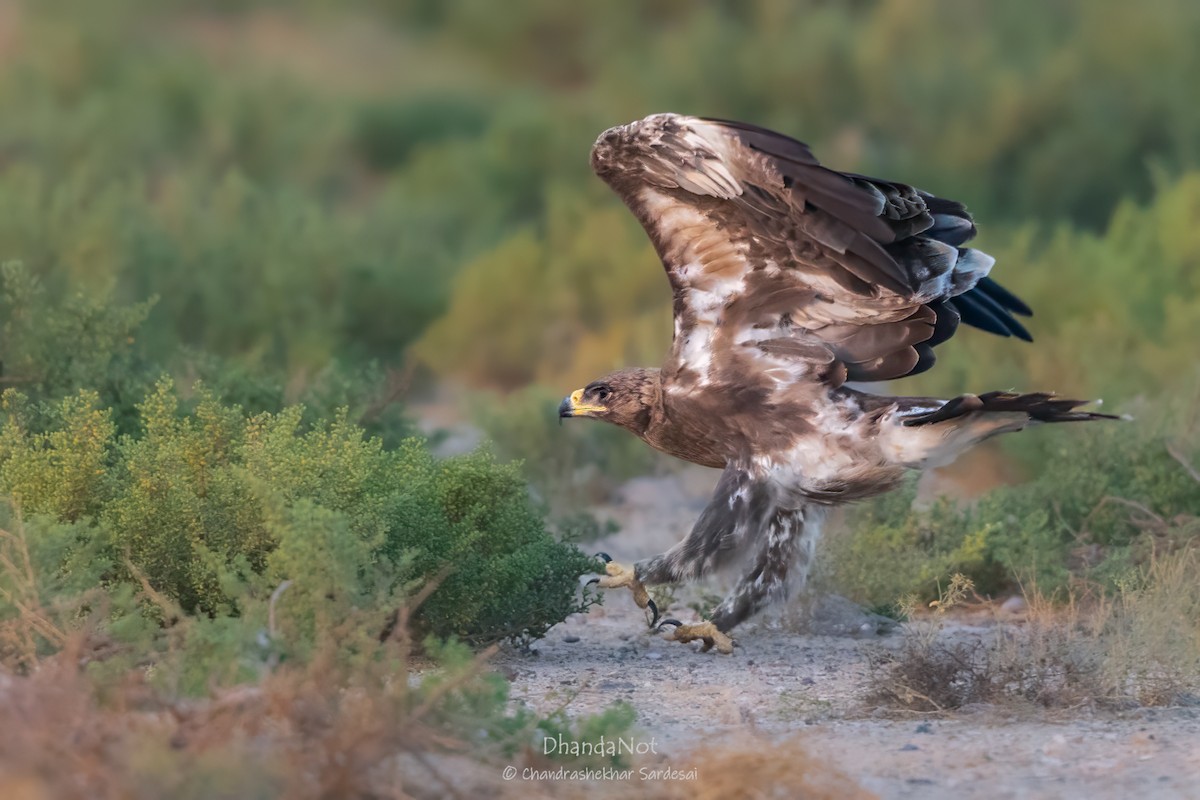Steppe Eagle - ML627546178