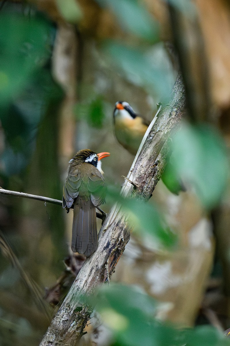 Brown-crowned Scimitar-Babbler - ML627546271