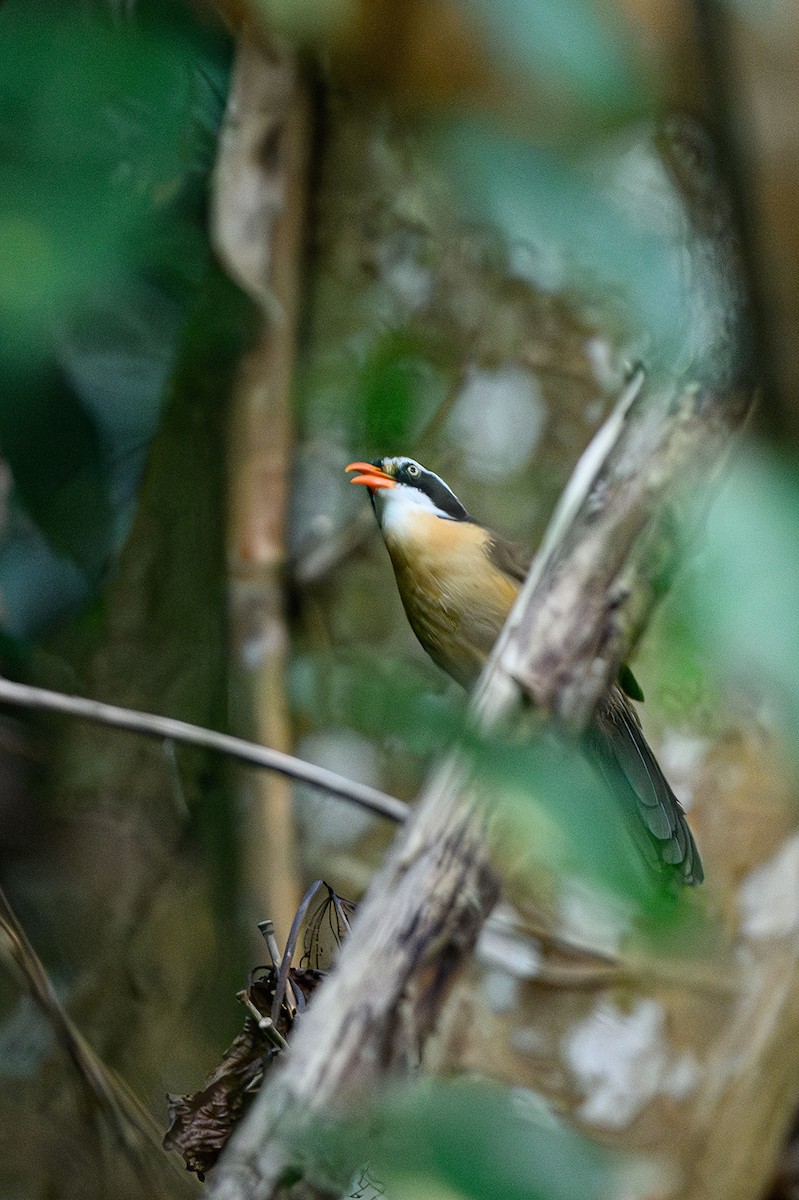 Brown-crowned Scimitar-Babbler - ML627546275