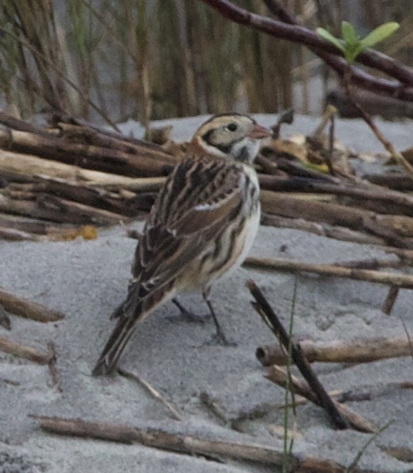 Lapland Longspur - ML627546397
