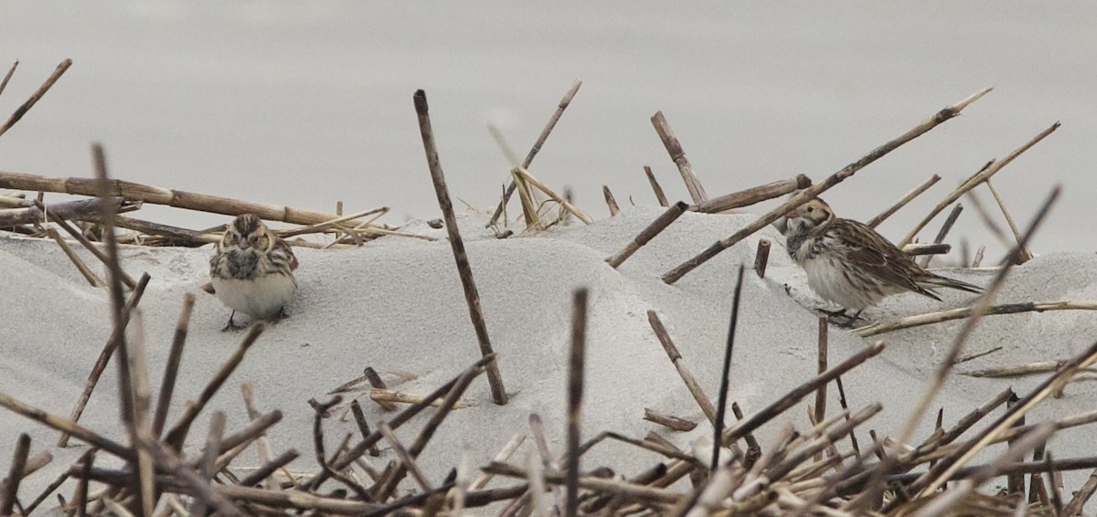 Lapland Longspur - ML627546398