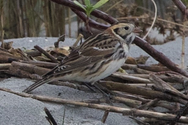 Lapland Longspur - ML627546399