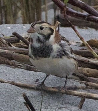 Lapland Longspur - ML627546400