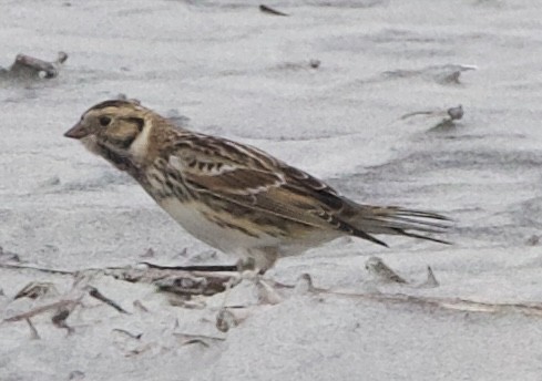 Lapland Longspur - ML627546401