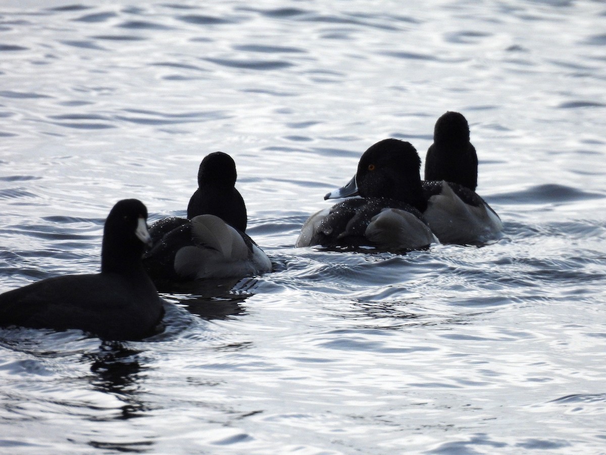 Ring-necked Duck - ML627546444