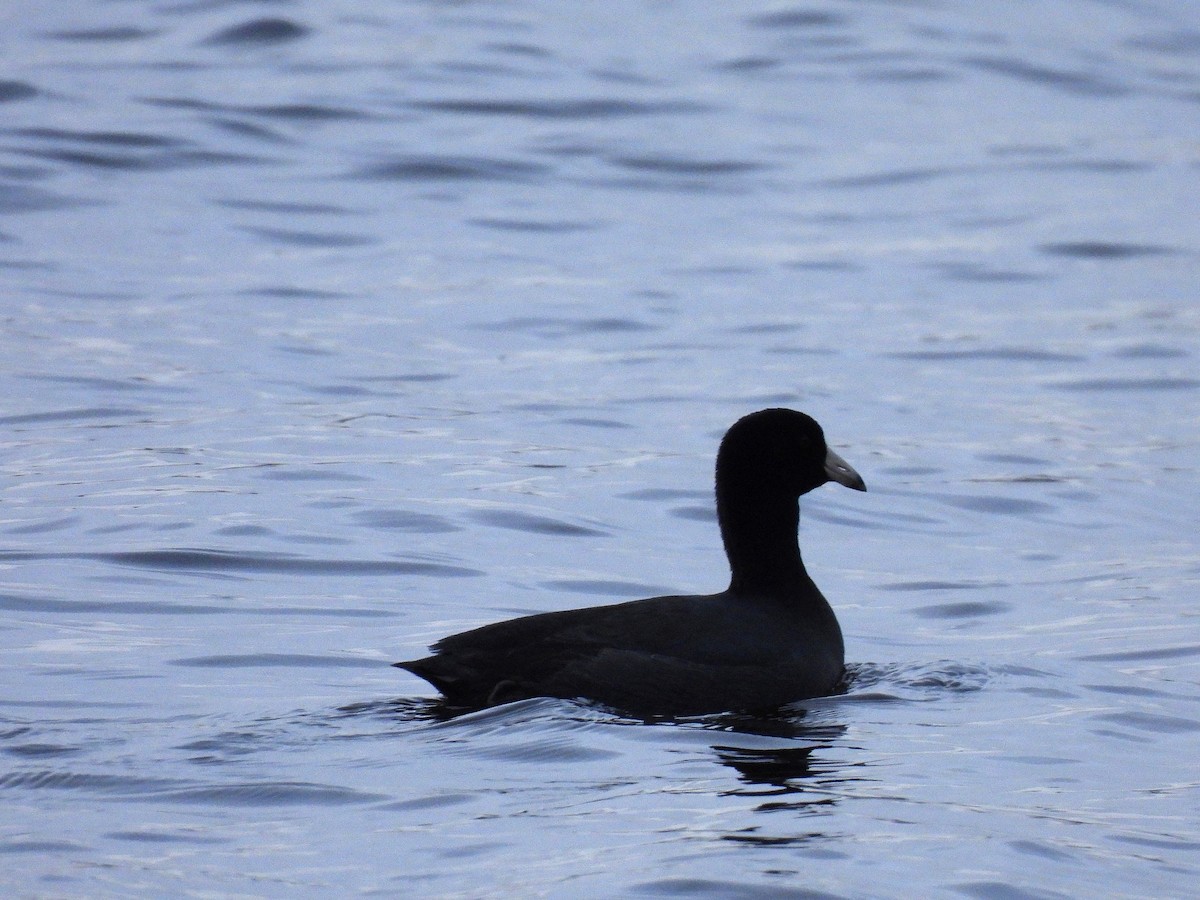 American Coot - ML627546449