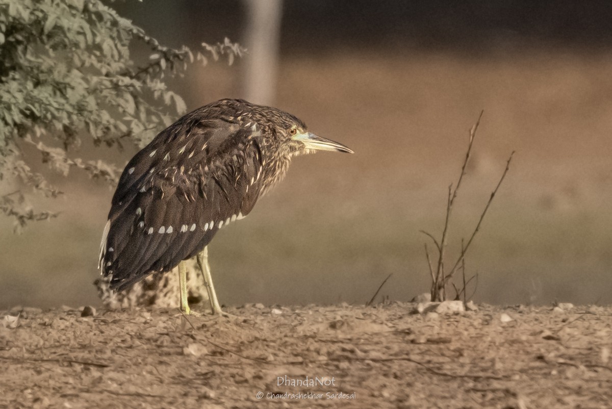 Black-crowned Night Heron - ML627546526