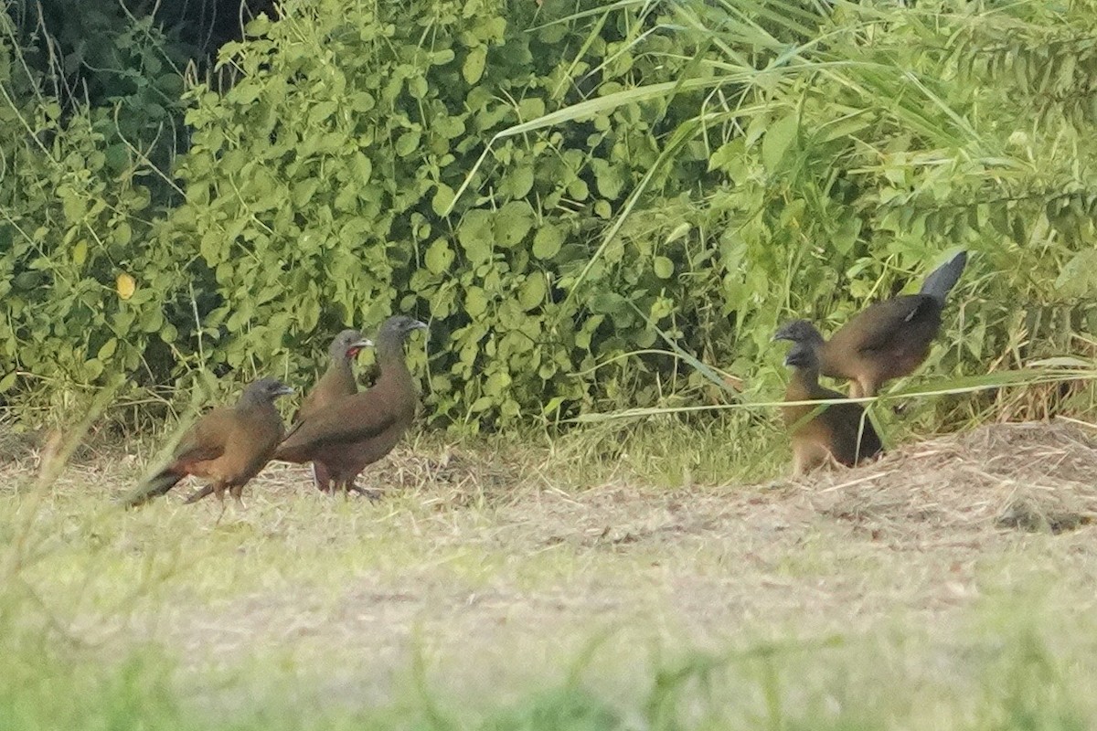 Chachalaca Culirroja - ML627546701