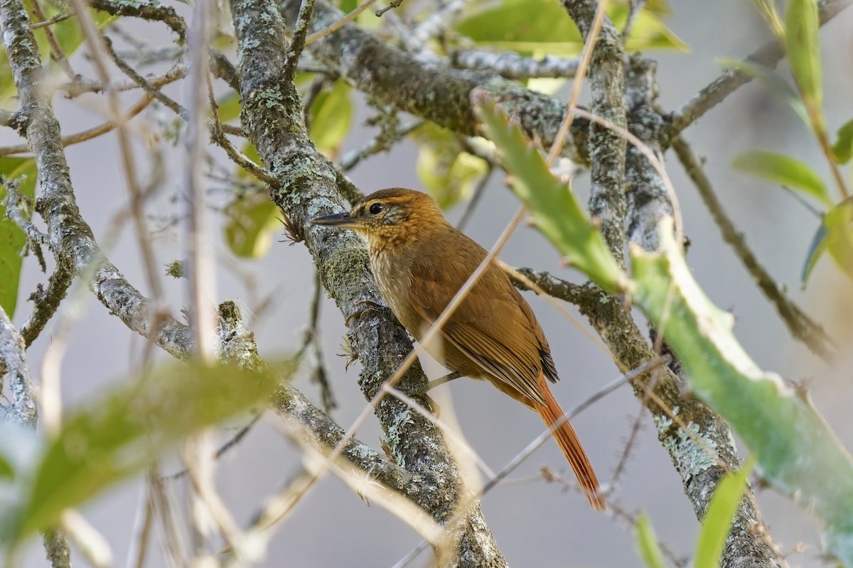 Rufous-necked Foliage-gleaner - ML627546777