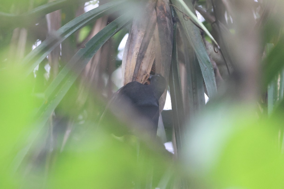 Halmahera Paradise-crow - ML627546797