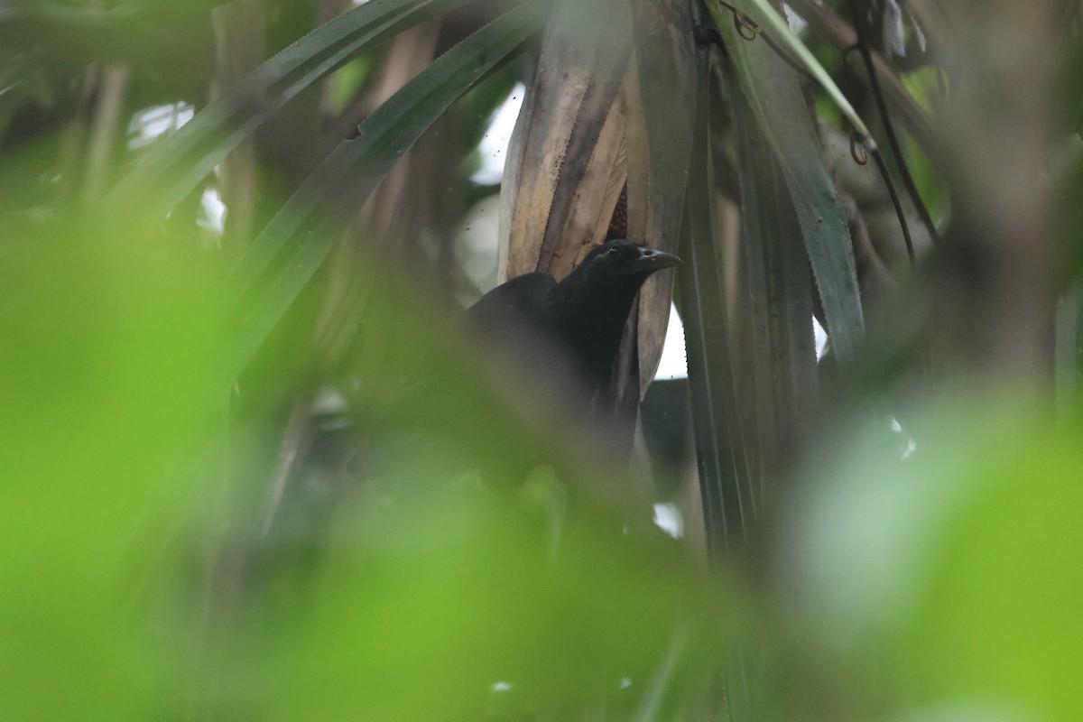Halmahera Paradise-crow - ML627546798
