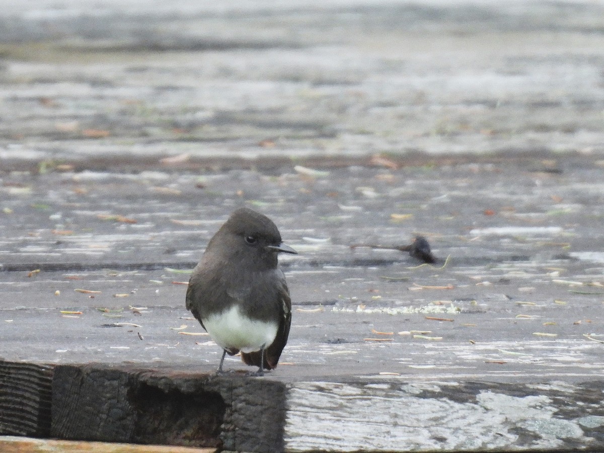 Чёрный фиби - ML627546821