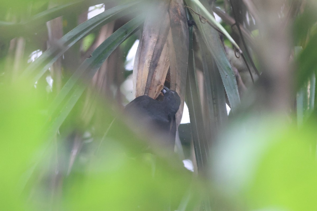 Halmahera Paradise-crow - ML627546840